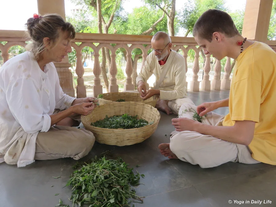 this is the vegetable we had for lunch today 72dpi 1200 wm